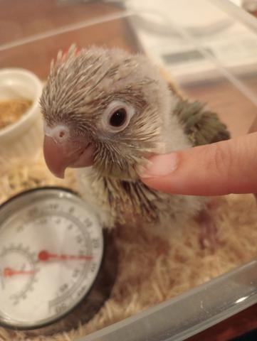 ウロコインコ★ブルーシナモン