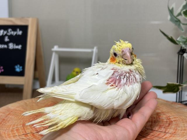 オカメインコ