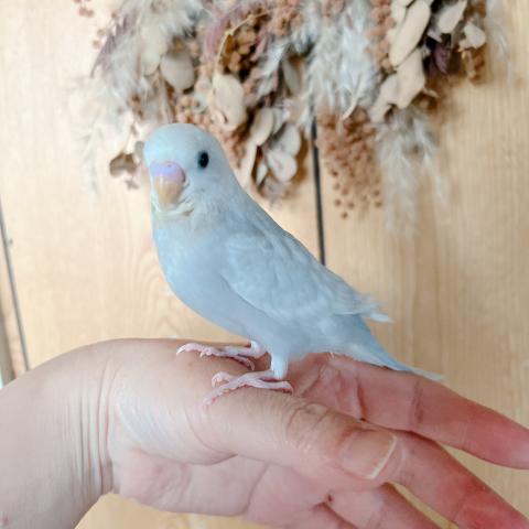 セキセイインコ　ライラックモーブ