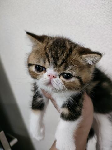 エキゾチックショートヘアー