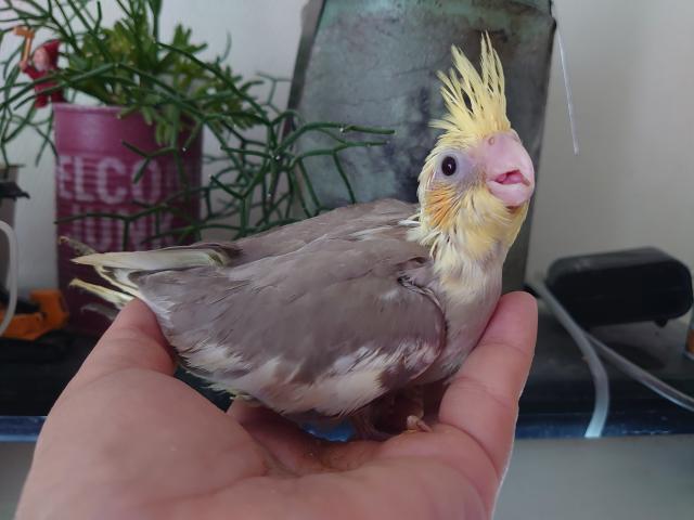 オカメインコ