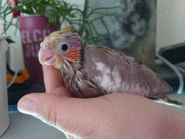 オカメインコ