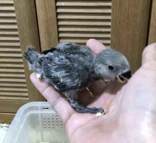 コザクラインコ　モーブ