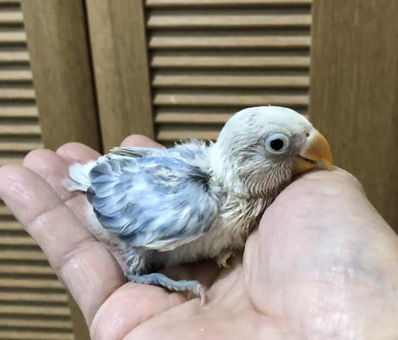 ボタンインコ　パイド