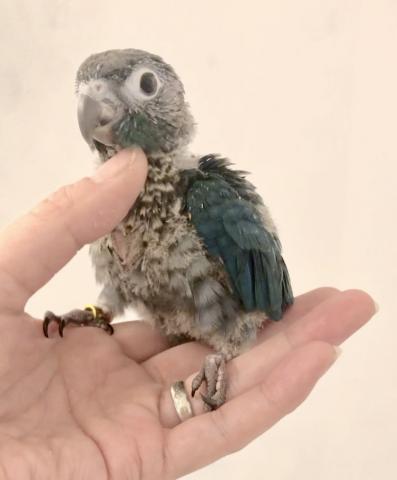 ウロコインコ バイオレットinブルー