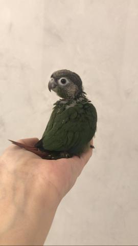 ウロコインコ バイオレットinグリーン