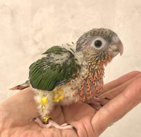 ウロコインコ バイオレットinグリーンワキコガネ