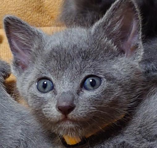 ロシアンブルー