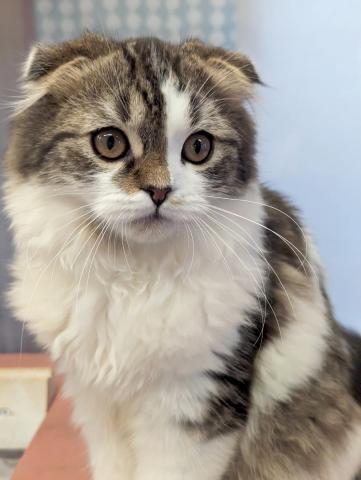 スコティッシュフォールド