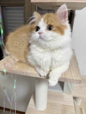 ミヌエット(旧ナポレオン)