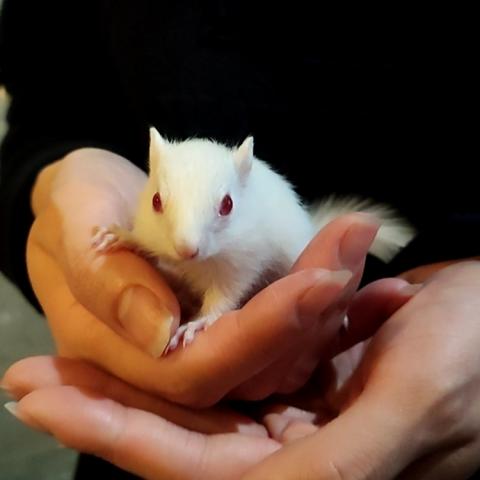 ホワイトシマリス