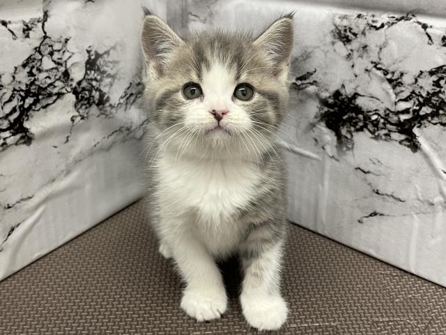 ブリティッシュショートヘア