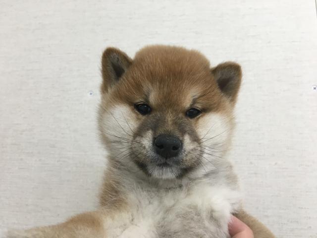 柴犬