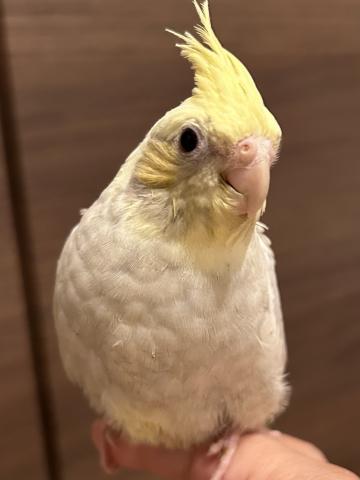 オカメインコエメラルド a