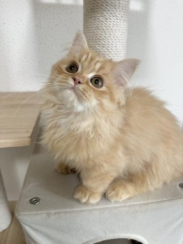 ミヌエット（旧ナポレオン）