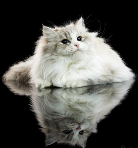 〜Neva Masquerade＆Siberian cats〜 専門猫舎 ハルニレガーデン 