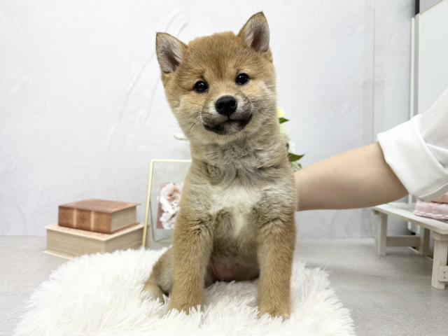 柴犬