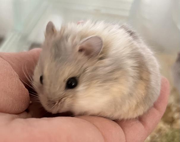 ふわころ舎