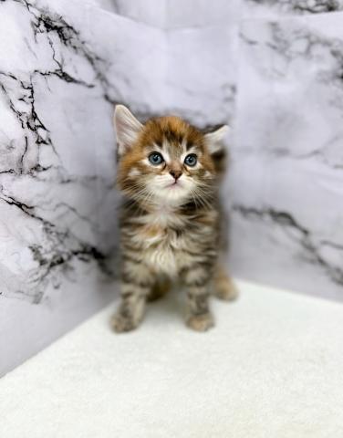 ノルウェージャンフォレストキャット【動画あり】もう少ししたら柄もしっかり出てくる赤ちゃん♡