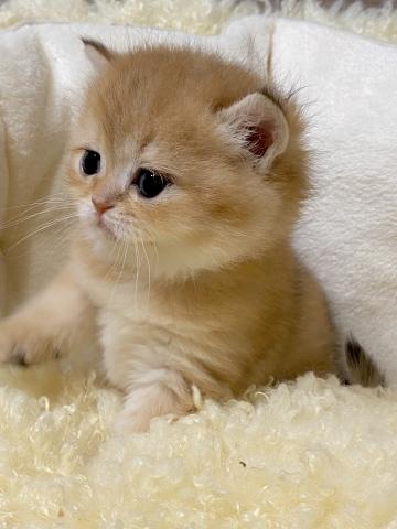 ブリティッシュショートヘア