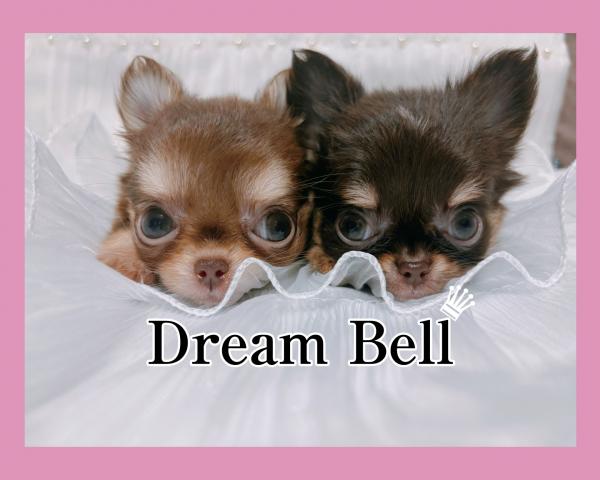 Dream bell