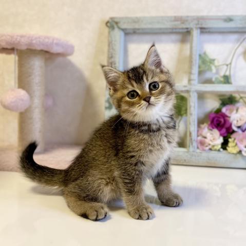 ブリティッシュショートヘア