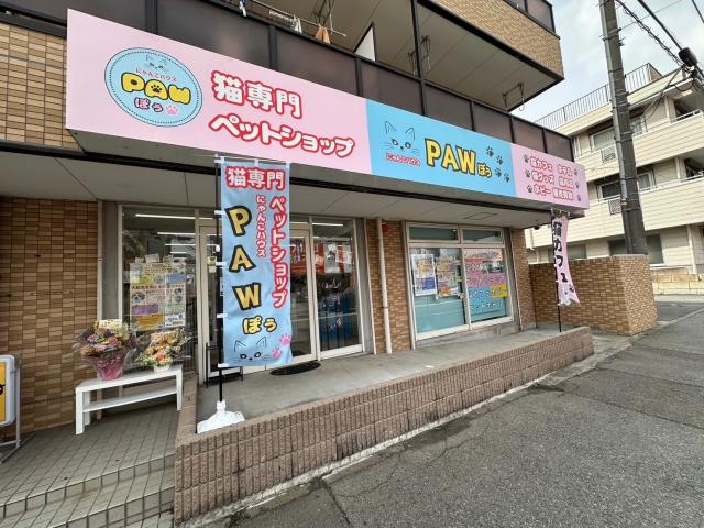 にゃんこハウスPAW