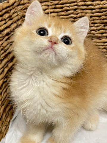 ブリティッシュショートヘア