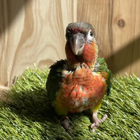 ウロコインコ　レッドワキコガネ