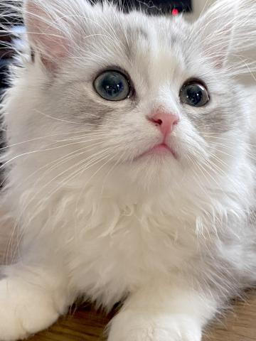 ミヌエット(旧ナポレオン)