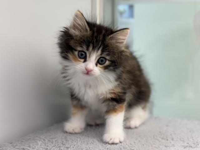 ノルウェージャンフォレストキャット