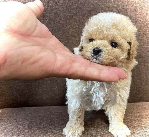 トイプードル⭐️Tカッププードル⭐️『プレミアクラス』⭐️おトイレのしつけ済みでお迎えできます💕ご好評な全国お届けサービスもご利用ください💕安心の健康診断書付き💕