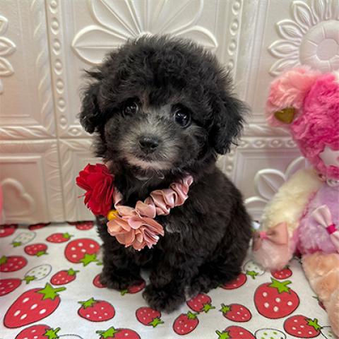 トイプードルティーカップサイズ