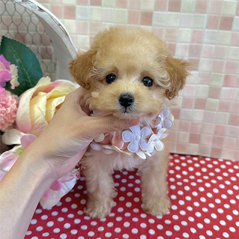 トイプードルティーカップ