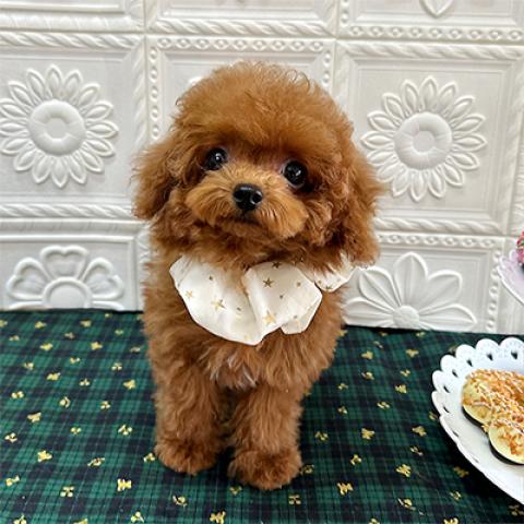 トイプードルマイクロティーカップサイズ