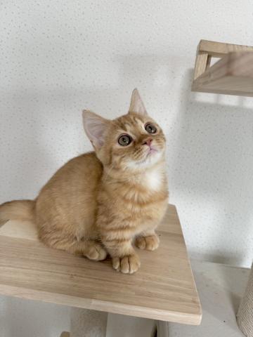 ミヌエット（旧ナポレオン）