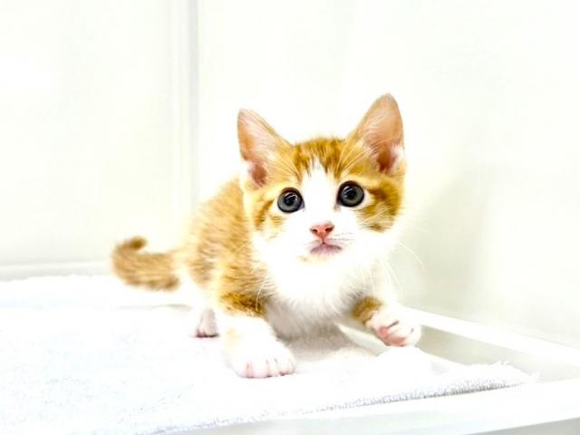 日本猫 8143 - 子犬や子猫たちのペット販売情報が満載「ペット