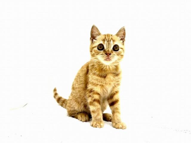 ブリティッシュショートヘア