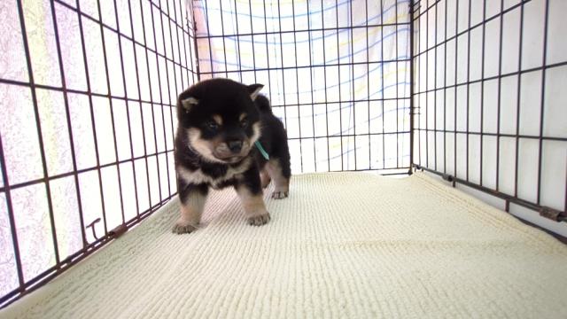 柴犬【現金でお支払いの方に限り生体価格より5％　割引致します。カード払いも出来ます。】