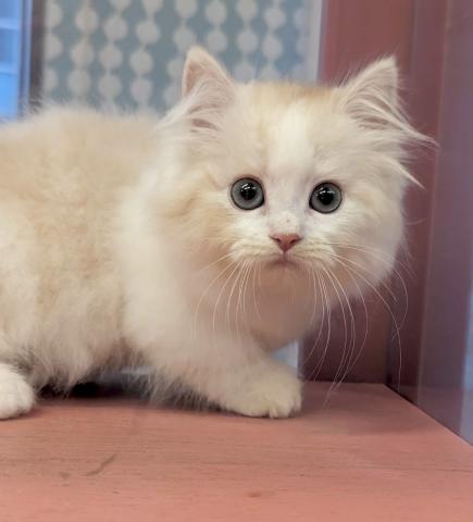 ミヌエット(旧ナポレオン)