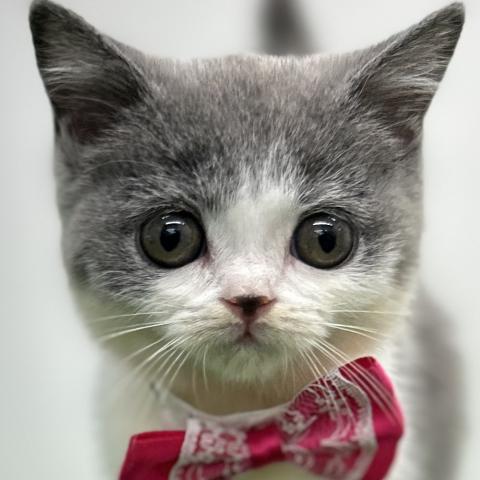 ブリティッシュショートヘア