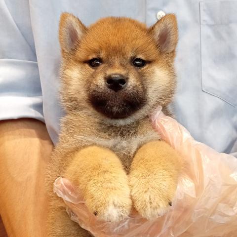 柴犬
