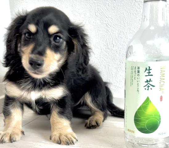 ミニチュアダックスフンド