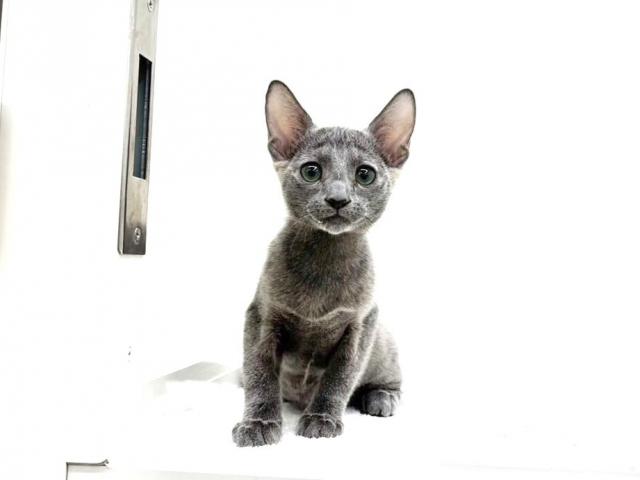 MIX（雑種）マンチカン×ロシアンブルー210 - 子犬や子猫たちの