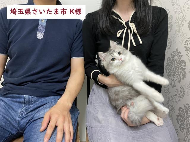 ミヌエット（旧ナポレオン）【足長】💕甘えん坊の男の子💕