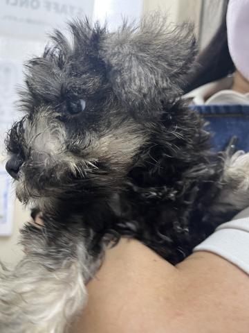 ミニチュアシュナウザー