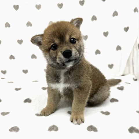 柴犬