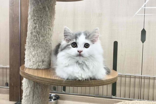 スコティッシュフォールド