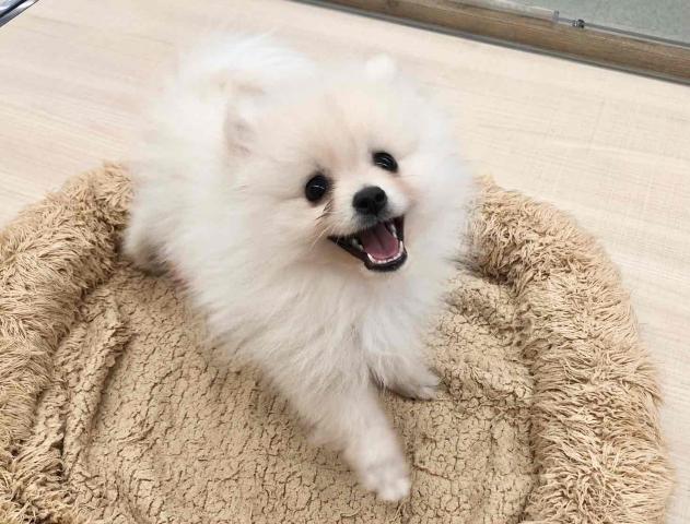 ポメラニアン
