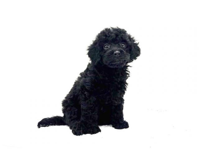 好評 MIXトイプードル×マルプー088 子犬や子猫たちのペット販売情報 - 羊毛フェルト